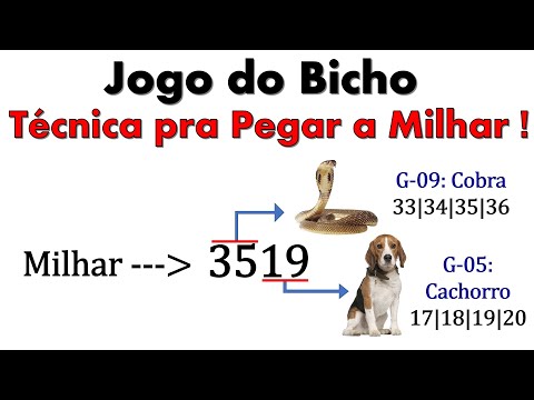 jogo do bicho para iniciantes